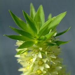 Eucomis, Pineapple Lilies, Pineapple Flowers, Pineapple Plants, Pineapple Lily, sparkling Burgundy, Eucomis Bicolor, Eucomis Autumnalis, Eucomis Comosa, Eucomis Punctata